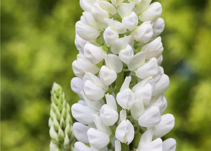 Lupinus polyphyllus 'Fräulein' weiß