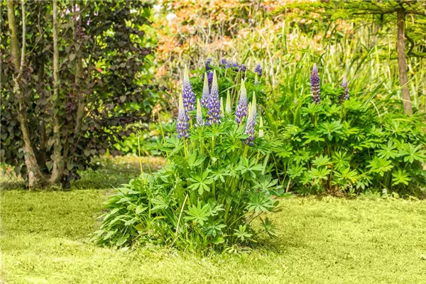 Garten-Lupine 'Kastellan'