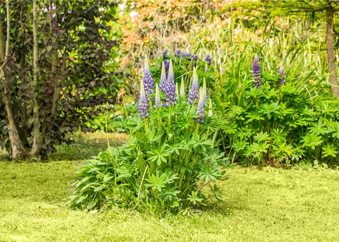 Lupinus polyphyllus 'Kastellan'