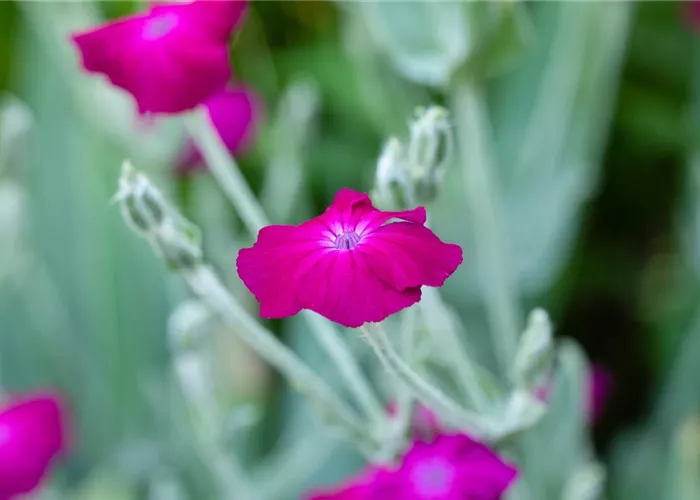 Lychnis coronaria