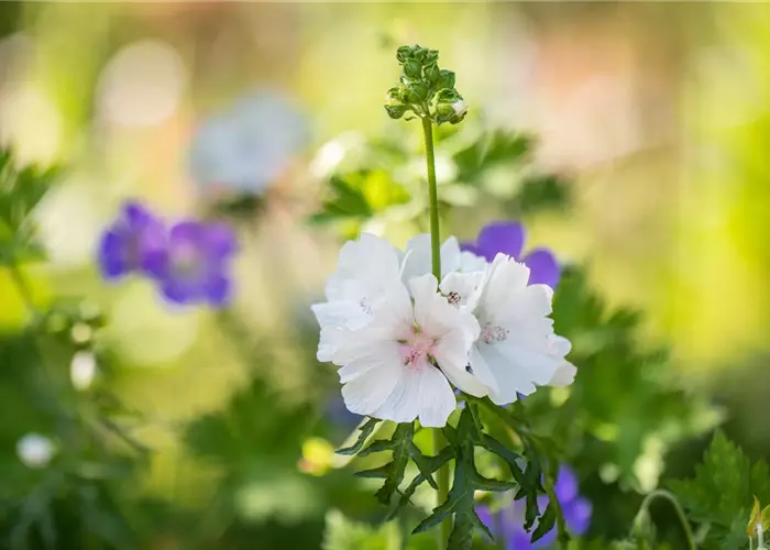 Malva moschata 'Alba'
