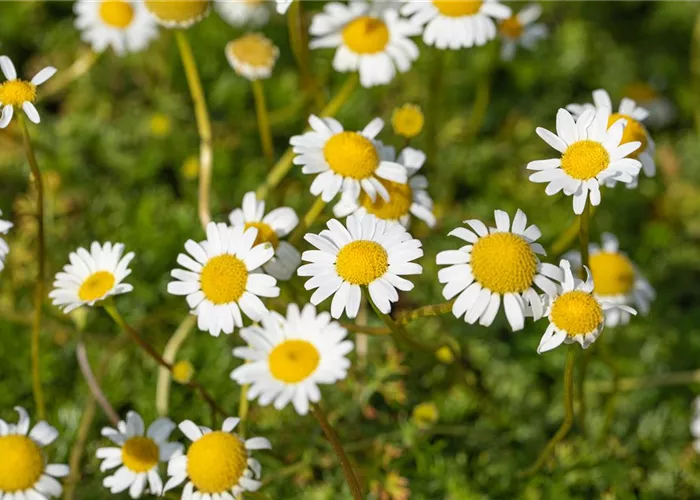 Tripleurospermum caucasicum (Matricaria)