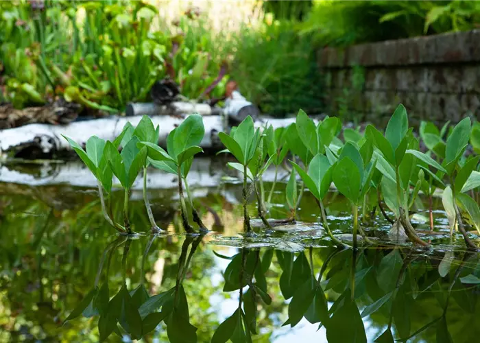 Menyanthes trifoliata