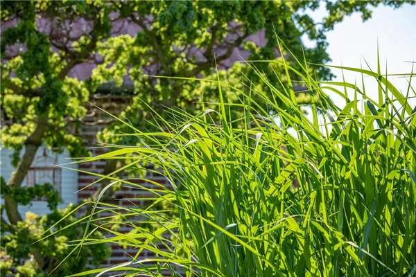 Hohes Garten-Chinaschilf 'Aksel Olsen'