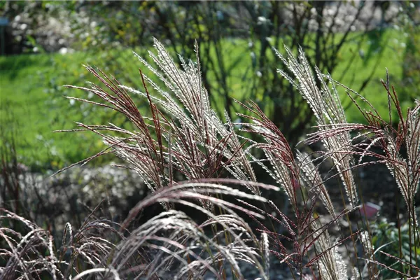 Garten-Chinaschilf
