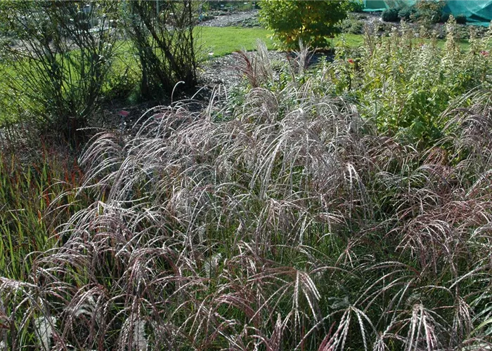 Miscanthus sinensis 'Ferner Osten'