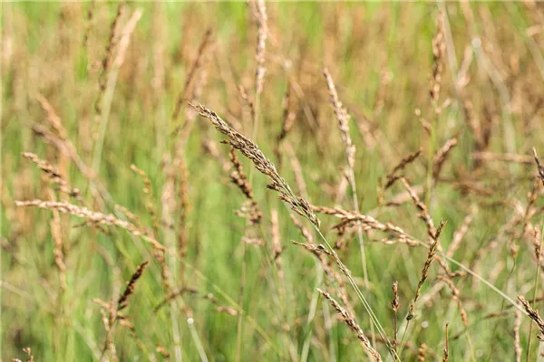 Kleines Garten-Pfeifengras 'Dauerstrahl'