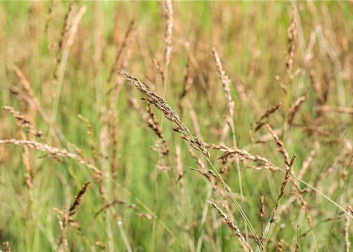 Molinia caerulea 'Dauerstrahl'