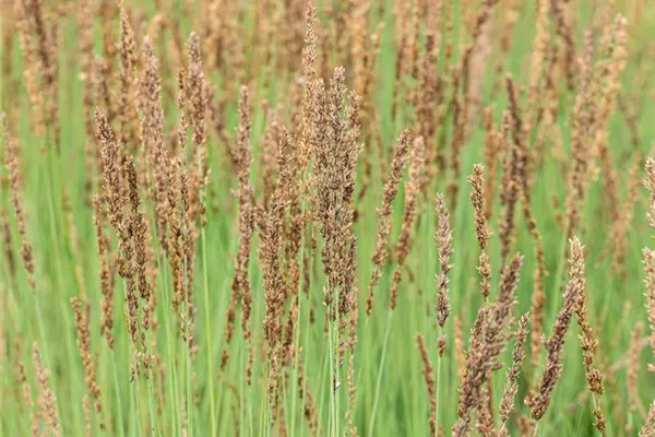 Kleines Garten-Pfeifengras 'Heidezwerg'
