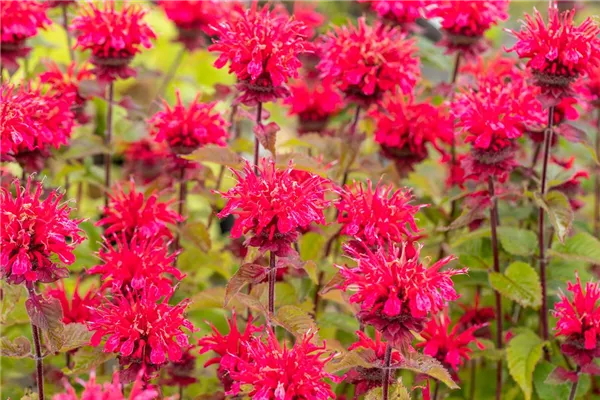 Garten-Indianernessel 'Cambridge Scarlet'