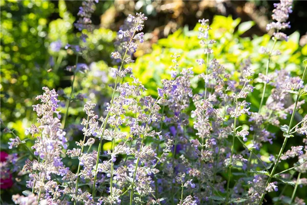 Großblütige Garten-Katzenminze 'Blue Danube'