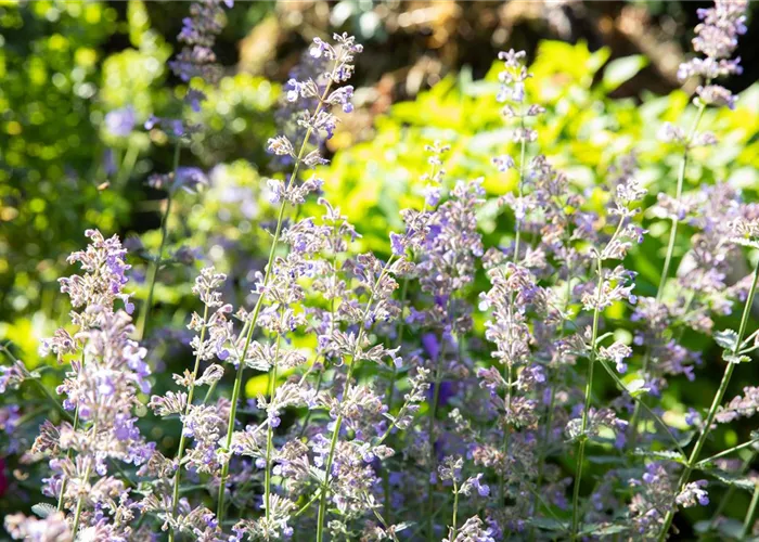 Nepeta grandiflora 'Blue Danube'