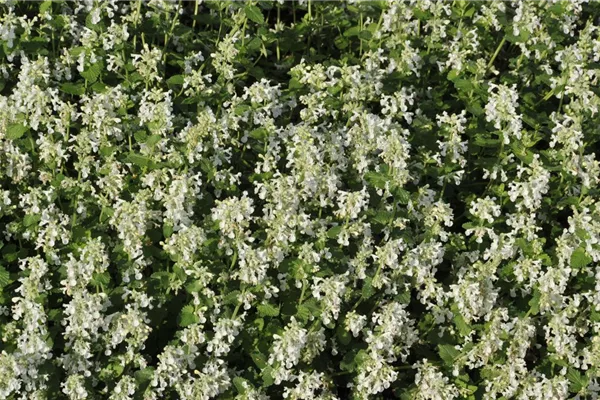 Garten-Bastard-Katzenminze 'Alba'