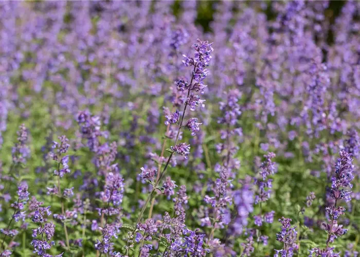 Nepeta x faassenii 'Purrsian Blue'