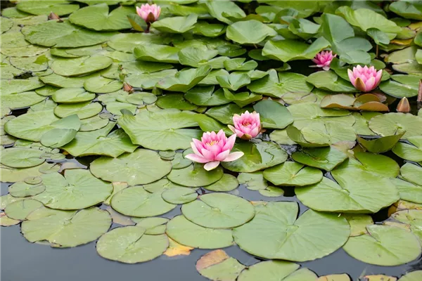 Seerose 'Hollandia'