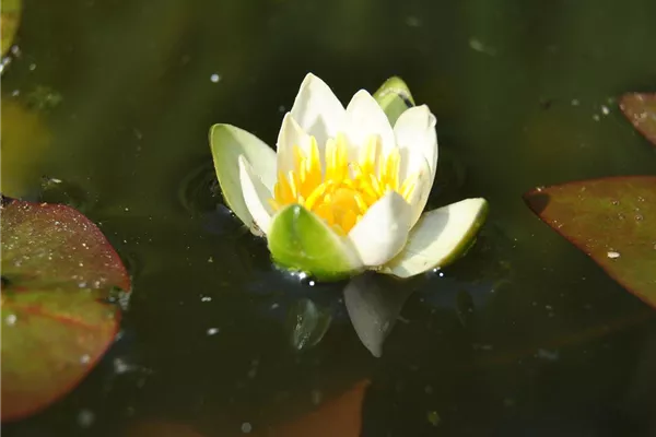 Zwergige Garten-Seerose