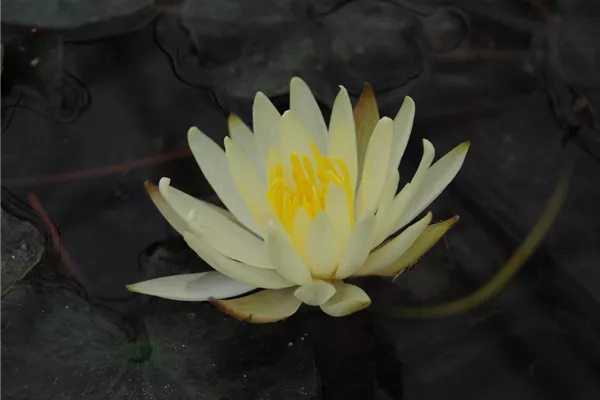 Garten-Seerose 'Colonel A.J.Welch'