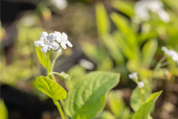 Garten-Frühlings-Gedenkemein 'Alba'