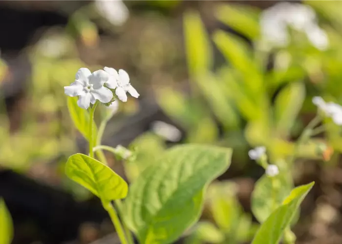 Omphalodes verna 'Alba'