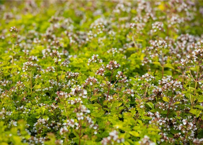 Origanum vulgare 'Thumbles'