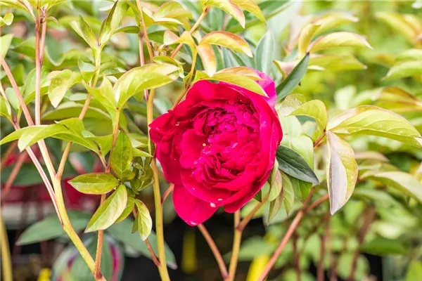 Garten-Pfingstrose 'Adolphe Rousseau'