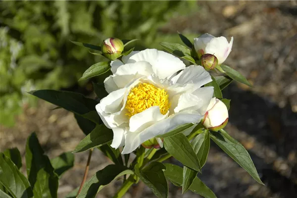 Garten-Pfingstrose 'Jan van Leeuwen'
