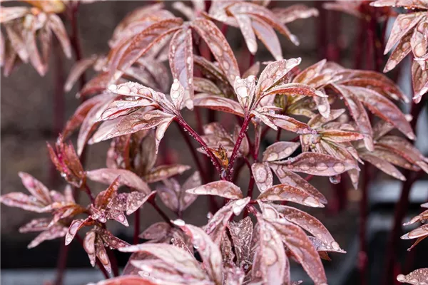 Garten-Pfingstrose 'Karl Rosenfield'