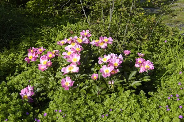 Garten-Pfingstrose 'Nymphe'