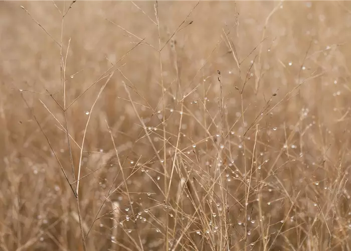 Panicum virgatum 'Cardinal' - R-