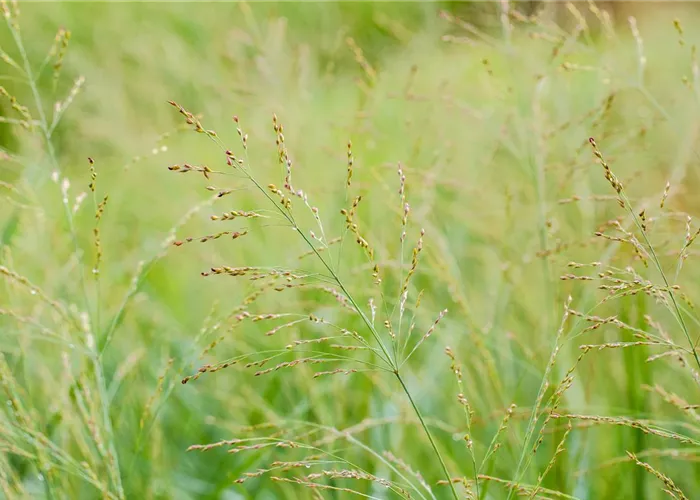 Panicum virgatum 'Dallas Blues'