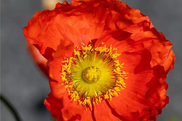 Islandmohn 'Spring Fever Red'