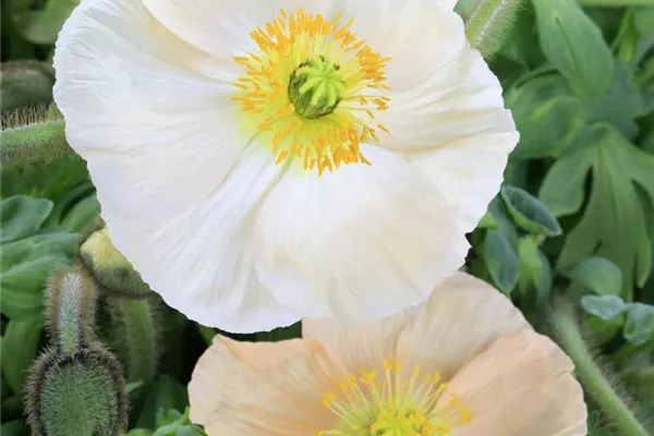 Islandmohn 'Spring Fever White'