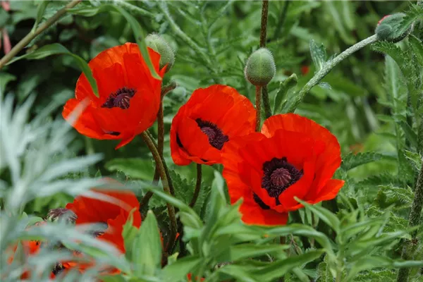 Orientalischer Garten-Mohn 'Beauty of Livermere'