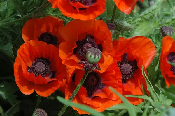 Orientalischer Garten-Mohn 'Brillant'