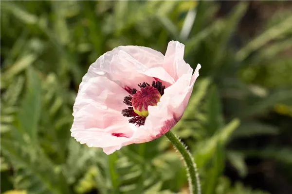 Orientalischer Garten-Mohn 'Karine'