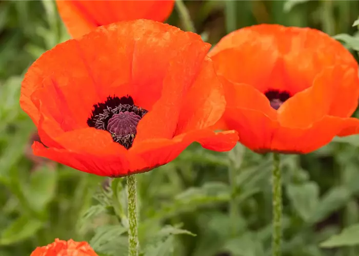 Papaver orientale 'Marcus Perry'