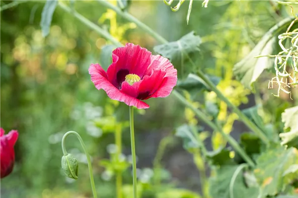 Orientalischer Garten-Mohn 'Marlene'
