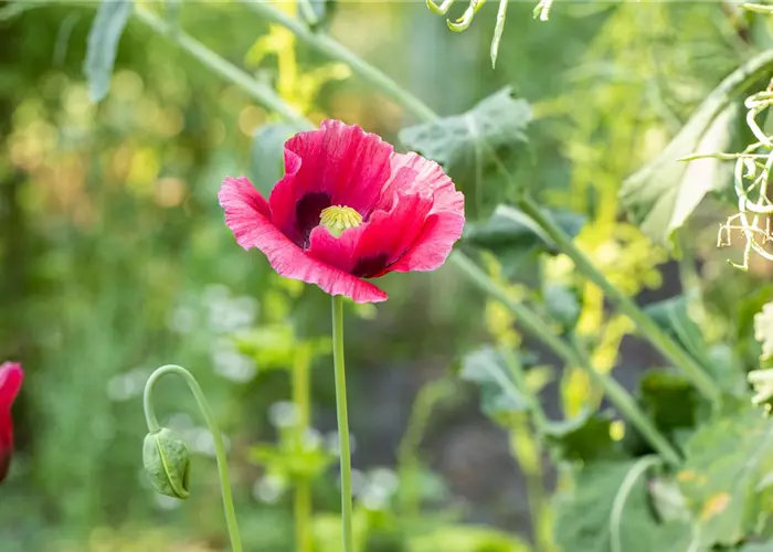 Papaver orientale 'Marlene'