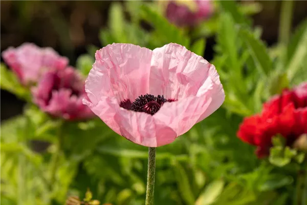Orientalischer Garten-Mohn 'Mrs. Perry'