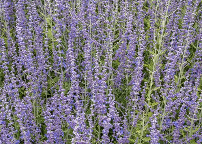 Perovskia abrotanoides