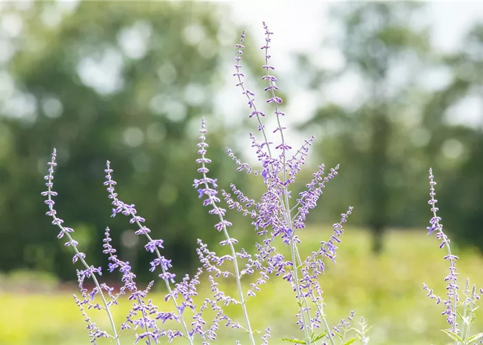 Perovskia atrip. 'Blue Spire' (Salvia yangii)
