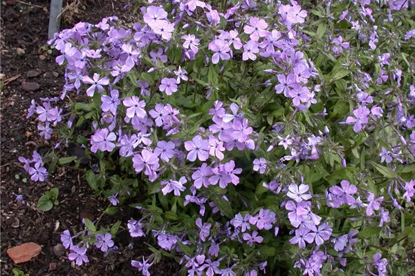 Garten-Flammenblume 'Chattahoochee'