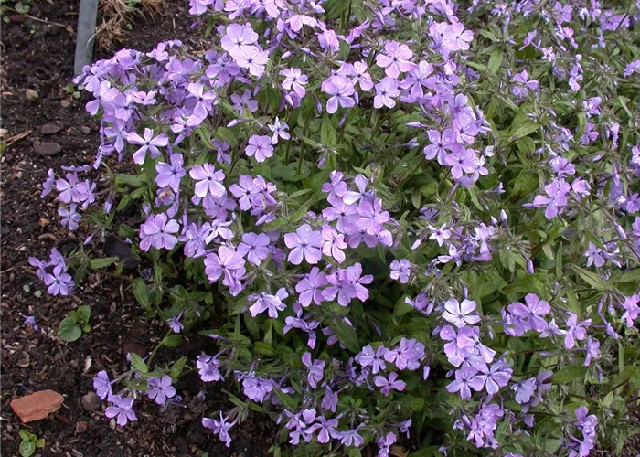 Phlox divaricata 'Chattahoochee'