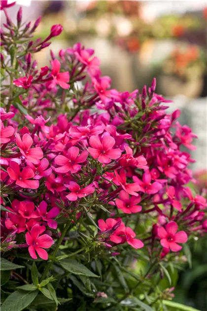Phlox douglasii 'Ochsenblut', Garten-Teppich-Flammenblume 'Ochsenblut' -  Bamberger Staudengarten Strobler
