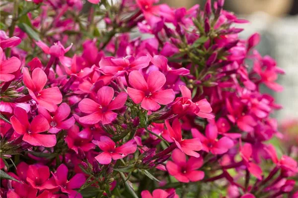 Garten-Teppich-Flammenblume 'Ochsenblut'