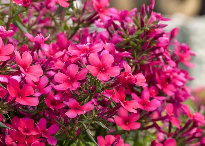 Phlox douglasii 'Ochsenblut'