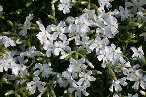Garten-Teppich-Flammenblume
