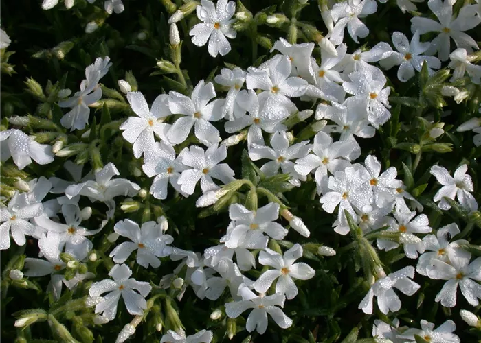 Phlox douglasii 'White Admiral'