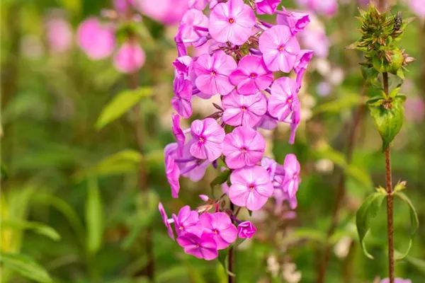 Flammenblume 'Rosalinde'