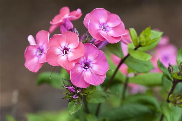 Hohe Garten-Flammenblume 'Pink Eye Flame' 